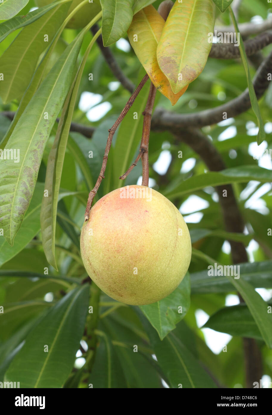 Cerbera Oddloam Früchte am Baum Stockfoto