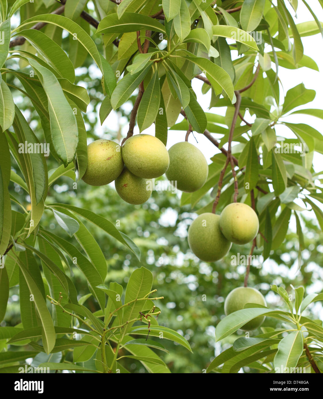 Cerbera Oddloam Früchte am Baum Stockfoto