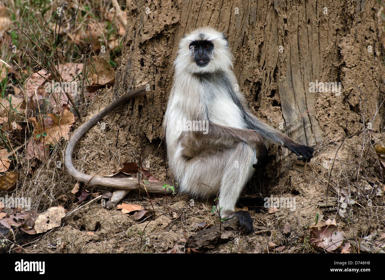 Hanuman Languren Affen Semnopithecus Entellus Madhya Pradesh, Indien Stockfoto