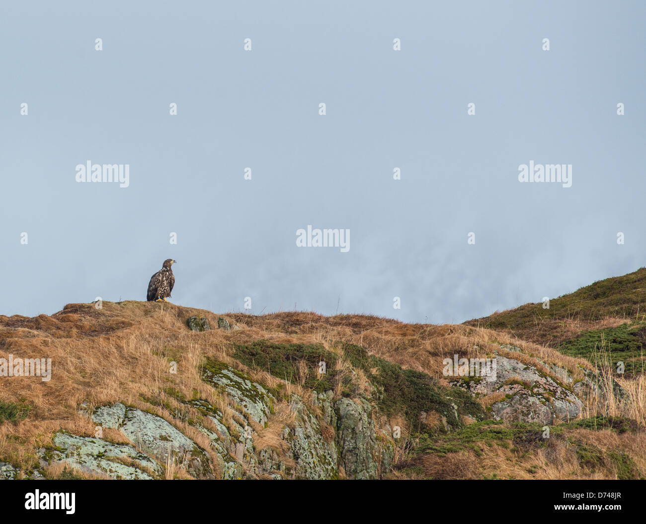 Seeadler, Blick auf eine Insel in einer Bucht in Sommarøy, Norwegen Stockfoto