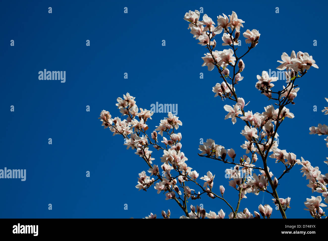 Untertasse Magnolienbaum in Kew Gardens in London, Großbritannien Stockfoto