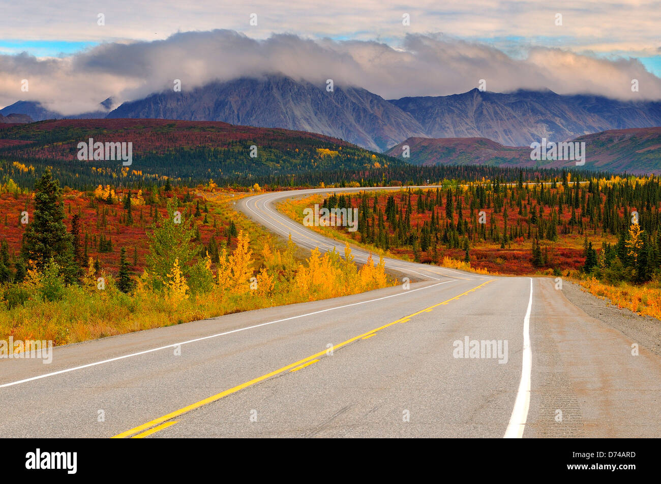 Herbstfarbe entlang der Autobahn, in der Nähe von George Parks Highway Cantwell, Alaska, USA Stockfoto