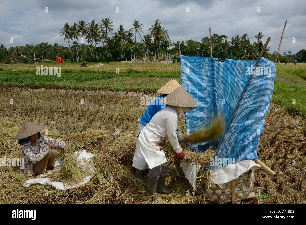 Indonesien, Bali, Ubud, Zentralregion, Frauen während der Reisernte in einem Feld rund um Stockfoto