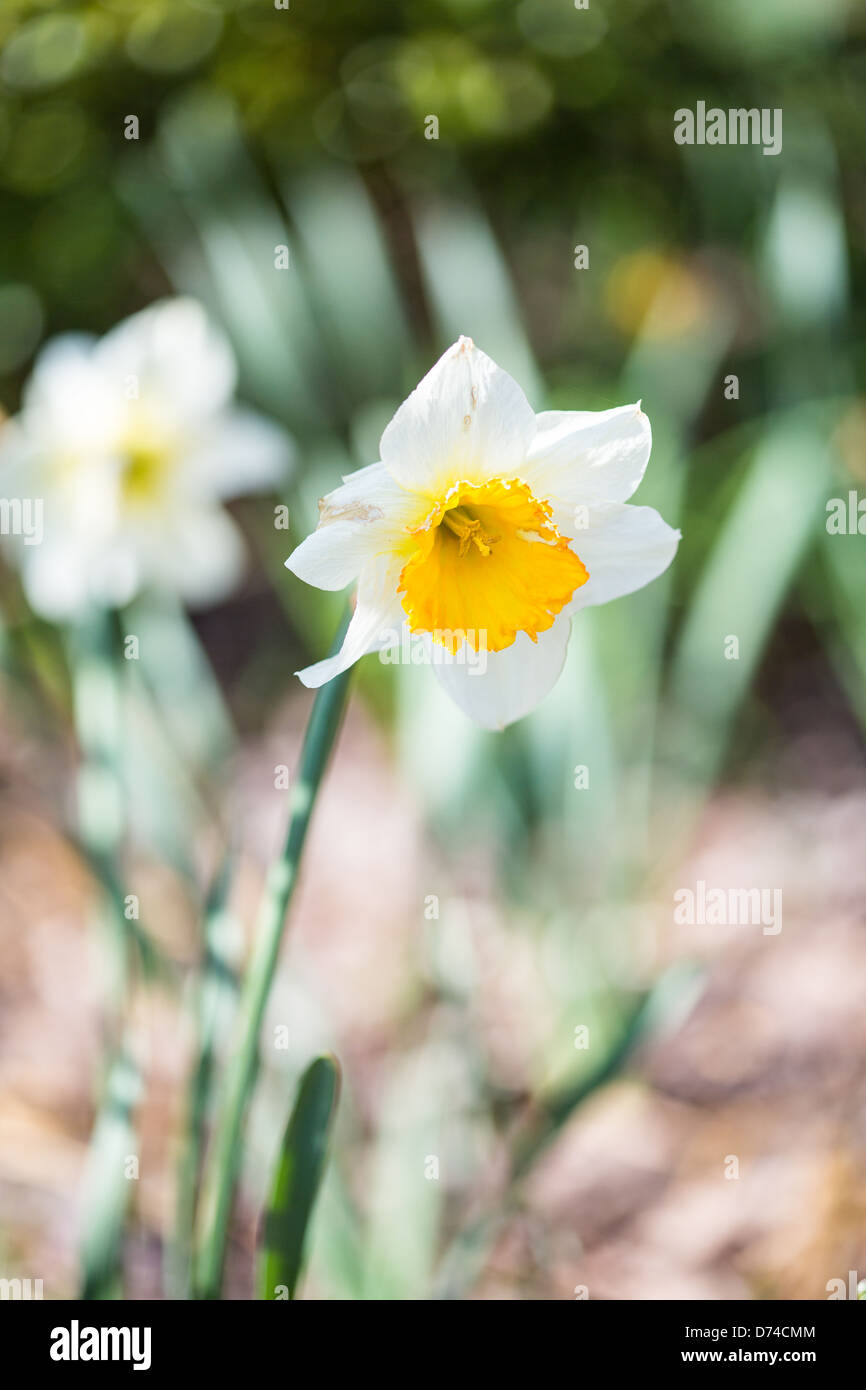 Bright Daffodil Blüten markieren den Beginn des Frühlings in North Carolina. Stockfoto