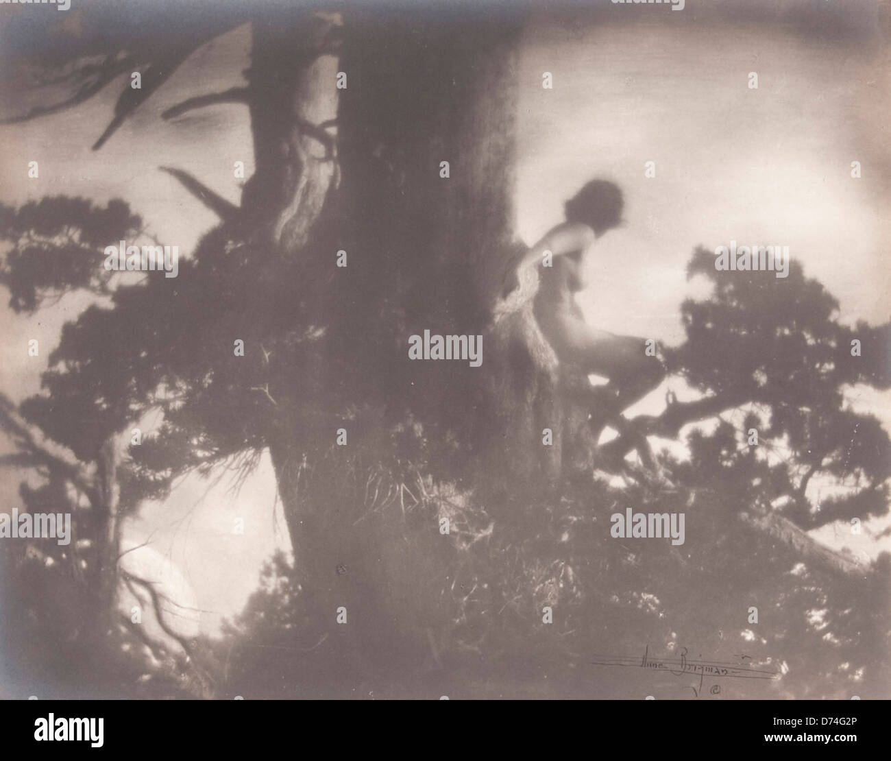 Die Pine Sprite, ein Kunstwerk oder Kulturstück, das im Museum of Photographic Arts ausgestellt wird und die Schnittpunkte von natürlicher Bildsprache und künstlerischer Darstellung zeigt. Stockfoto