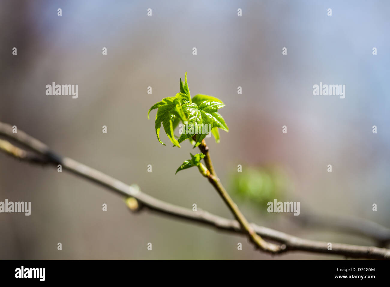 Ahornbäume sprießen ihre ersten Blätter der neuen Frühjahrssaison. Stockfoto