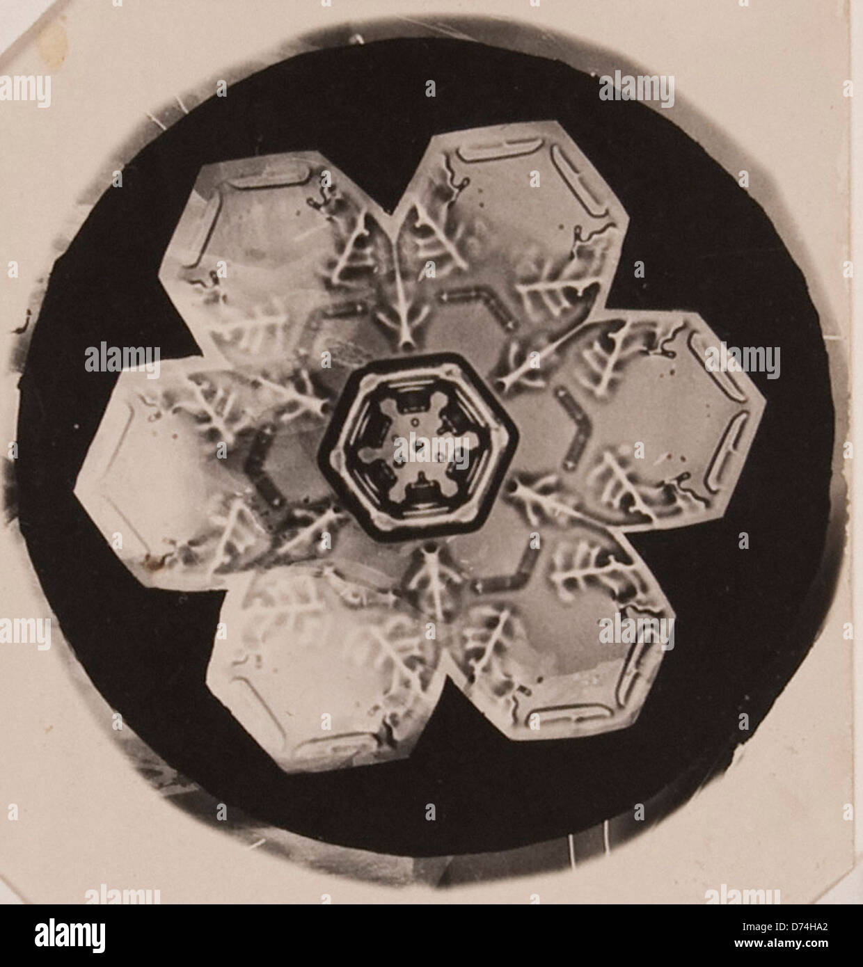 Wilson A. Bentleys Fotomikrograph von 1905 erfasst die komplizierte geometrische Struktur einer Schneeflocke und zeigt ihre Kristall- und Fraktalmuster unter einem Mikroskop. Bentleys Arbeit revolutionierte die Schneeflockenfotografie. Stockfoto