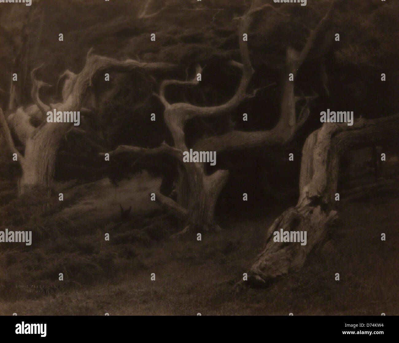 Die Ausstellung „Weird Forest“ im Museum of Photographic Arts erforscht ungewöhnliche und surreale Darstellungen von Wäldern durch Fotografie. Es bietet eine Sammlung von Bildern, die die unheimlichen und mystischen Qualitäten von Waldlandschaften einfangen und die Zuschauer dazu einladen, die Natur in einem anderen Licht zu sehen. Stockfoto