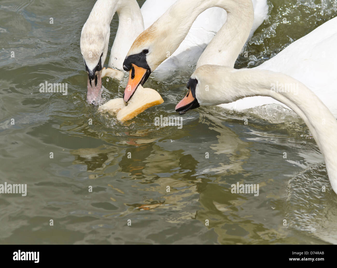 Eine Gruppe Schwäne füttern UK Stockfoto