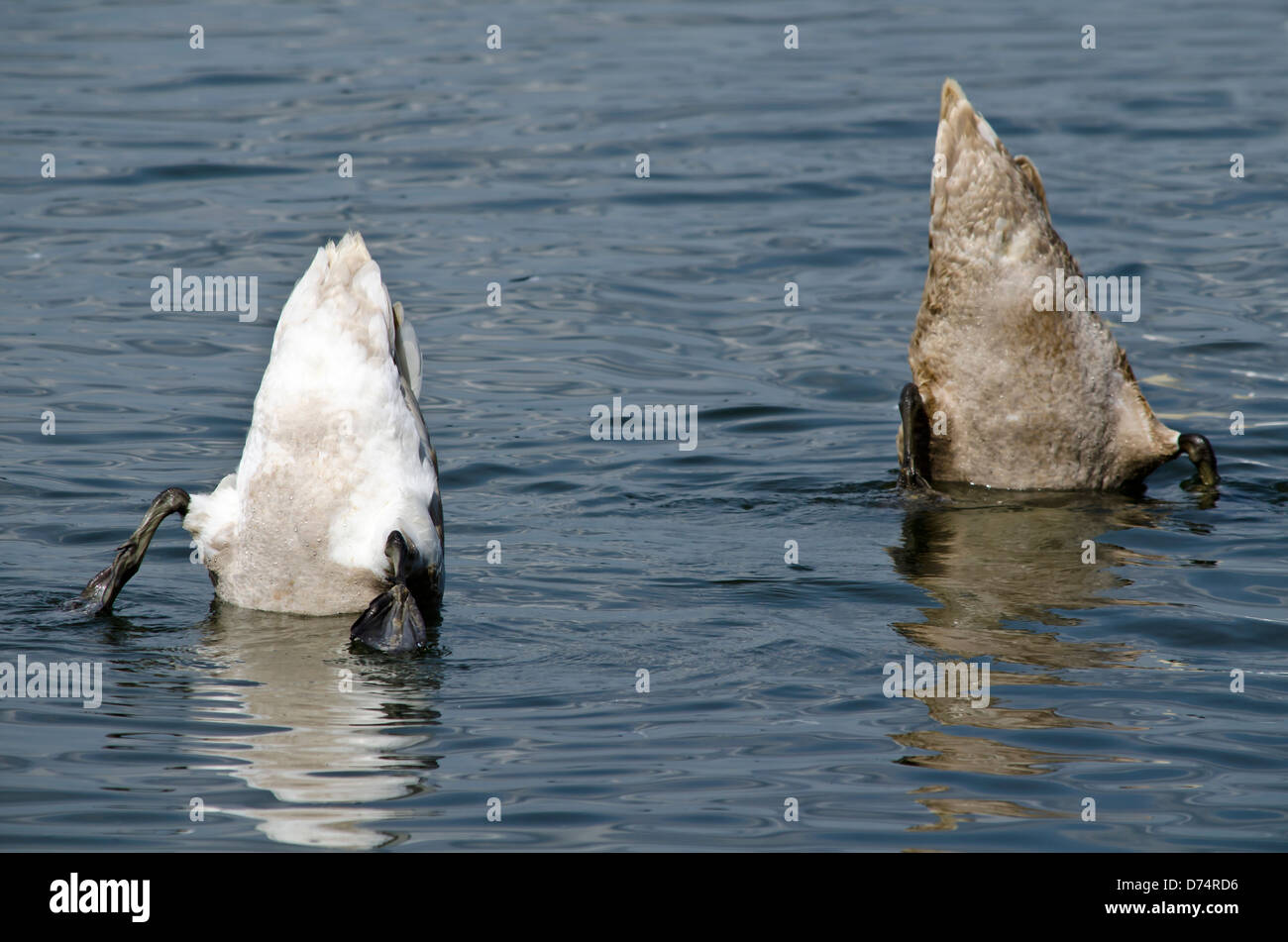 Zwei Schwäne auf dem Kopf stehend im Fluss Stockfoto