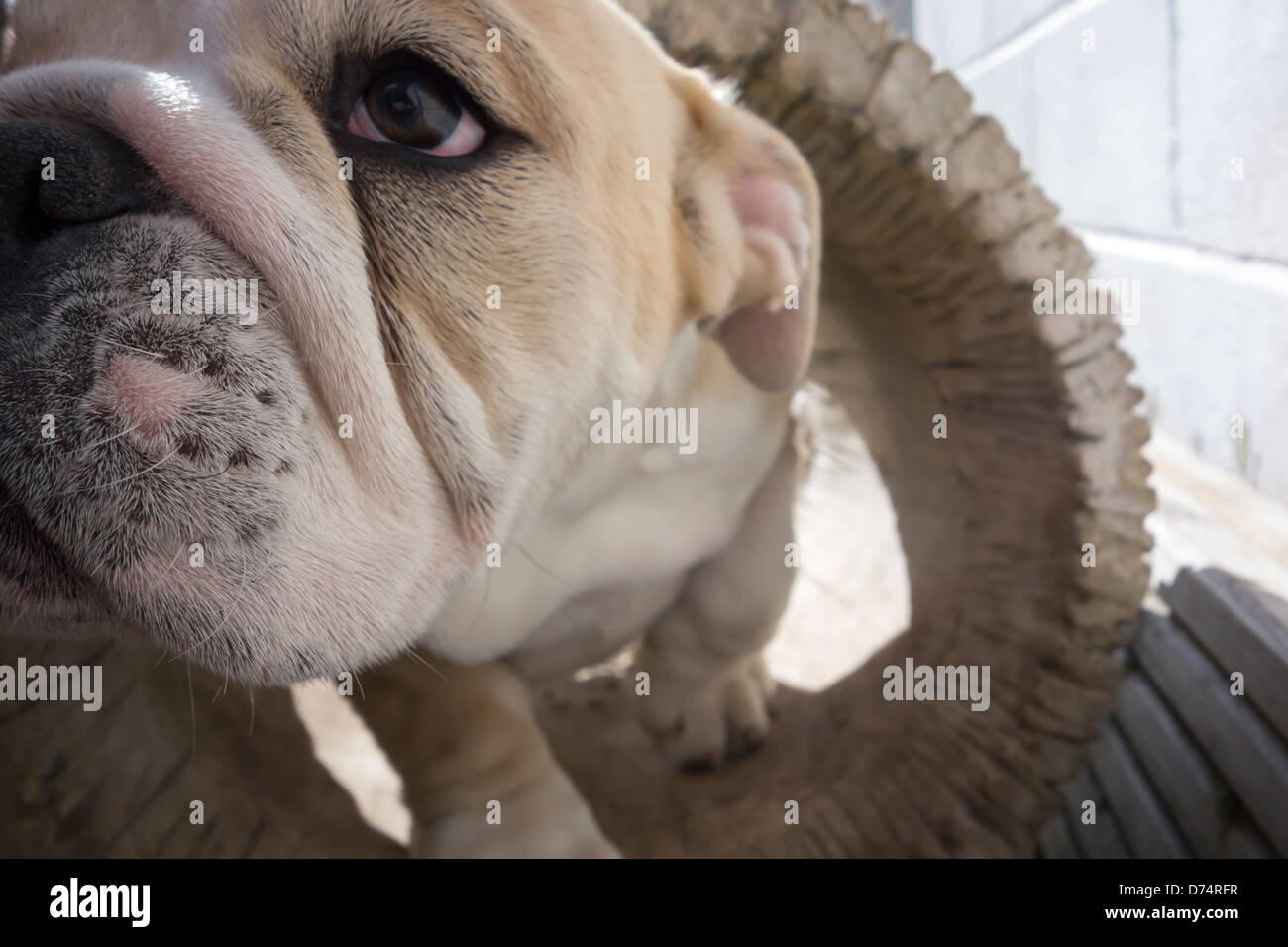 Nahaufnahme eines Bulldog Welpen spielen mit ausgehöhlten Log im Garten. Stockfoto