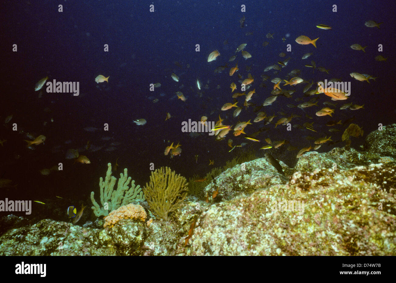 Meer von Cortez, Okt 1994 Digital Unterwasser schieben-Konvertierung, einer Bucht, die Halbinsel Baja California USA aus Mexiko trennt Stockfoto