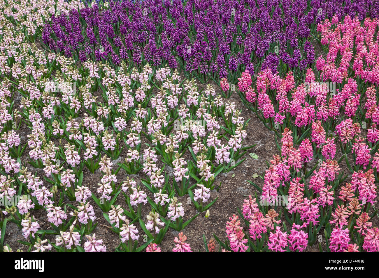 Hyazinthe Blüte in Keukenhof, Lisse, Südholland, Niederlande Stockfoto