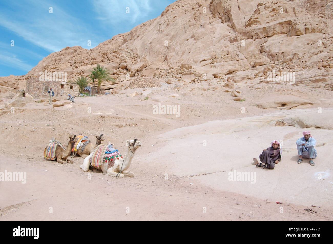 Zwei Beduinen und Kamele in Ruhe, Sinai-Halbinsel, Ägypten Stockfoto