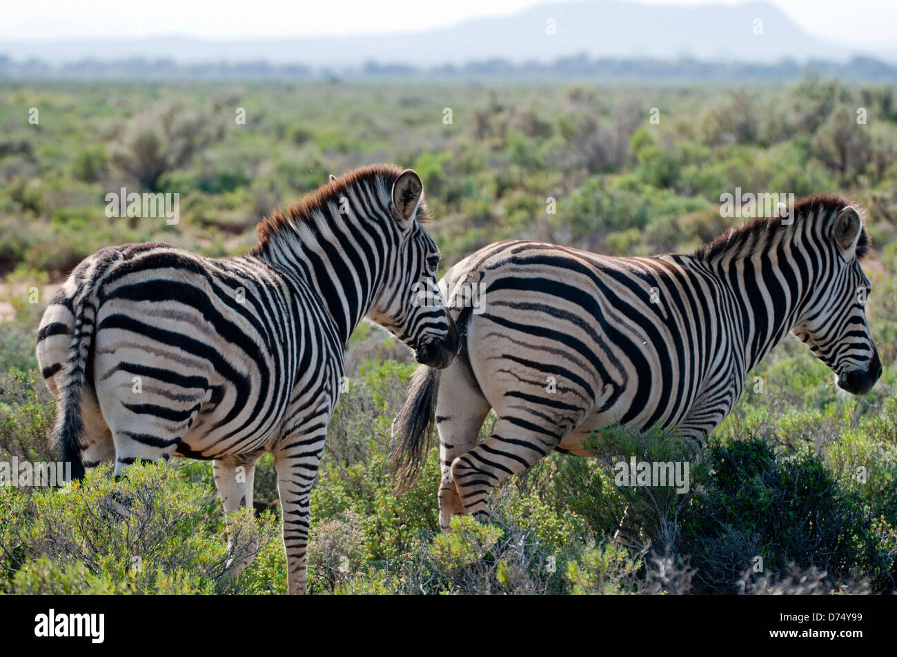 Zebras Stockfoto