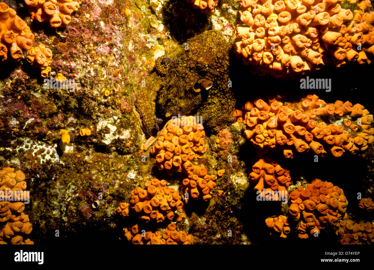 Meer von Cortez, Okt 1994 Digital Unterwasser schieben-Konvertierung, einer Bucht, die Halbinsel Baja California USA aus Mexiko trennt Stockfoto
