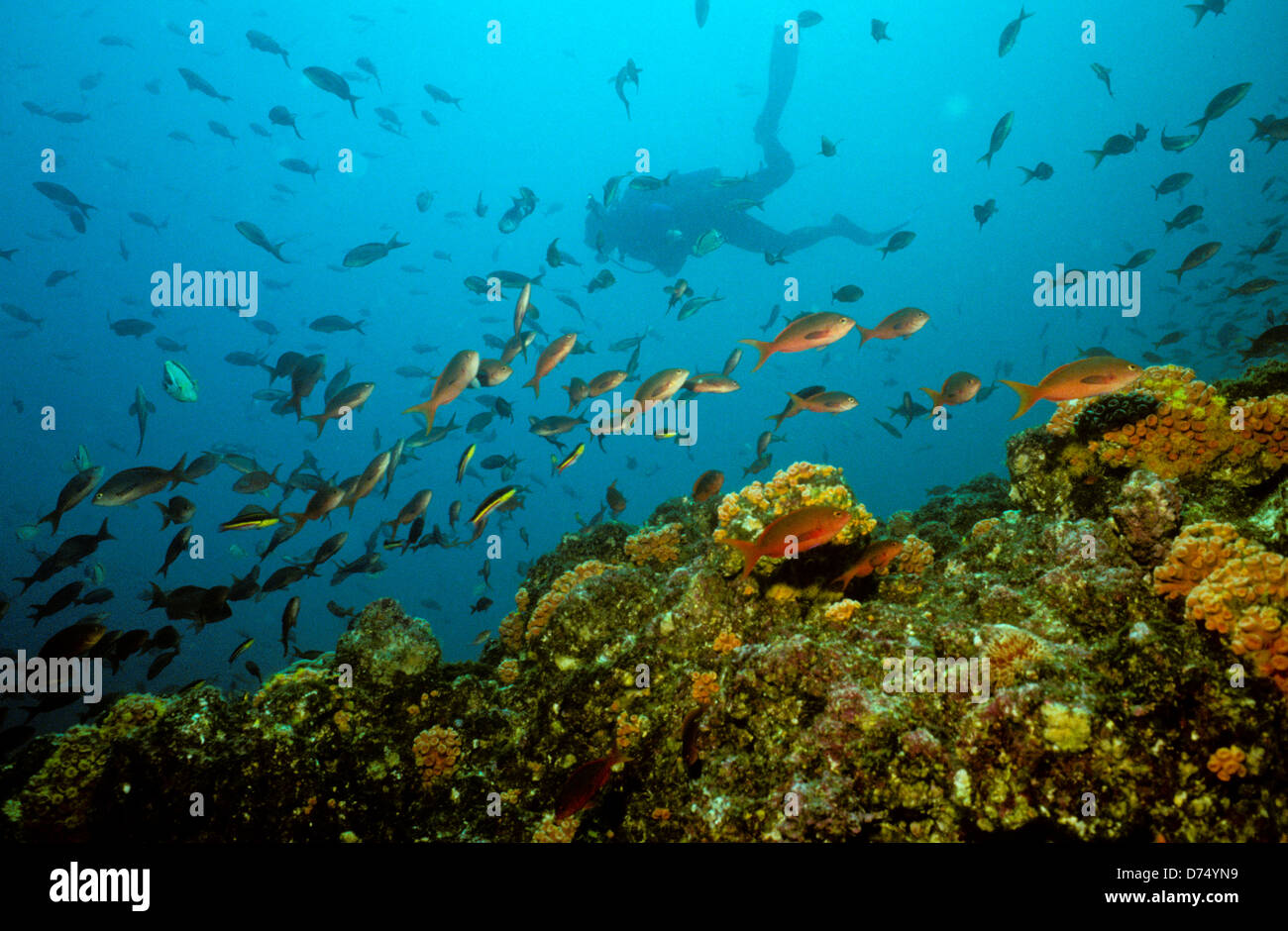 Sea of Cortez, Okt 1994 Digital Unterwasser schieben-Konvertierung, einer Bucht, die Halbinsel Baja California USA aus Mexiko trennt Stockfoto