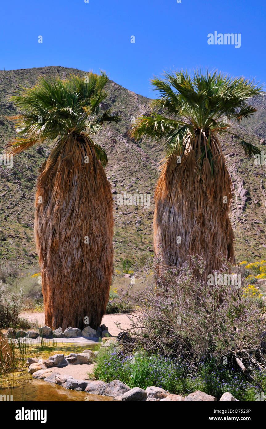 California Fan Palmen (Washingtonia Filifera) in Anza-Borrego Desert State Park, Kalifornien Stockfoto