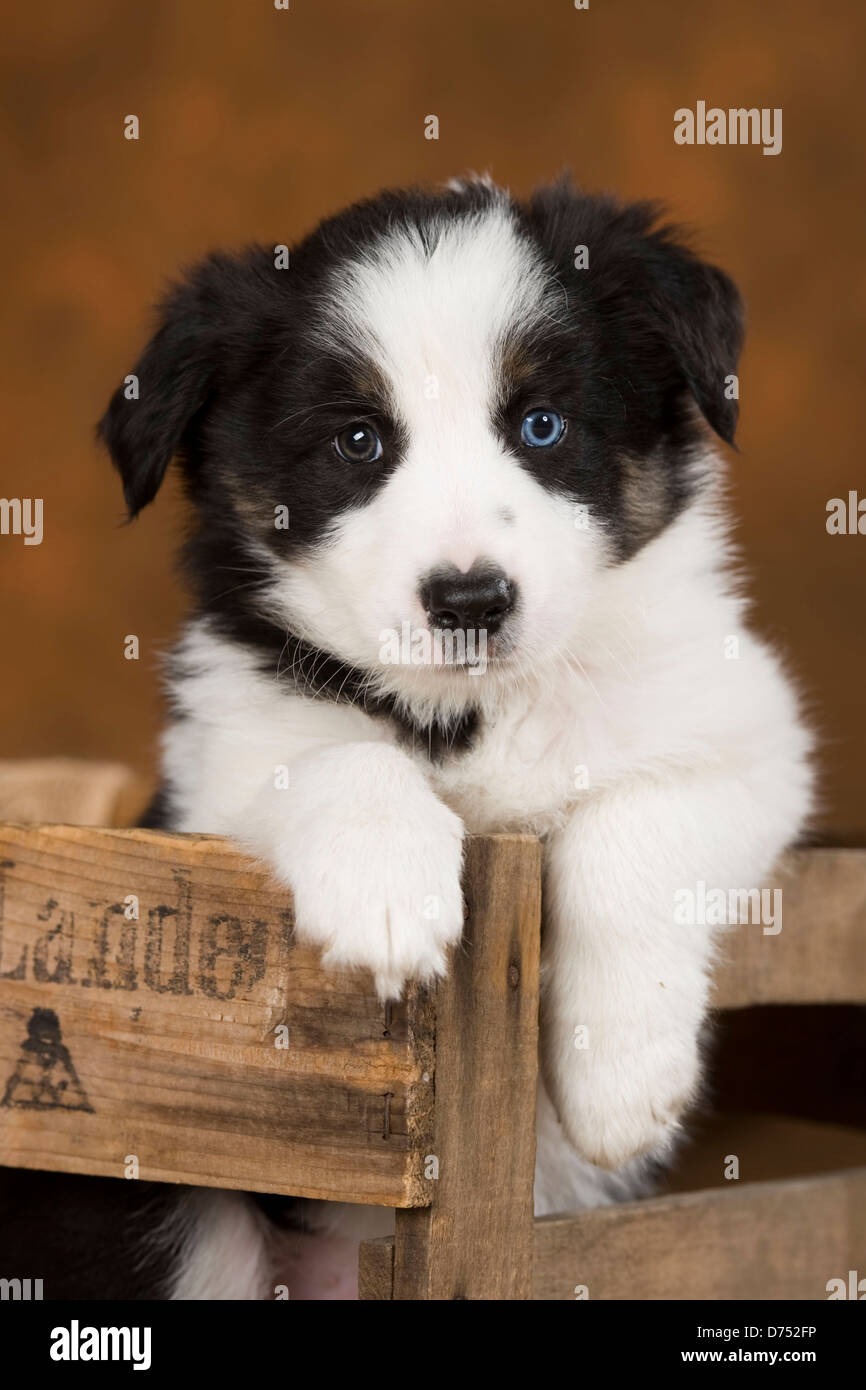 Border-Collie-Welpen Stockfoto