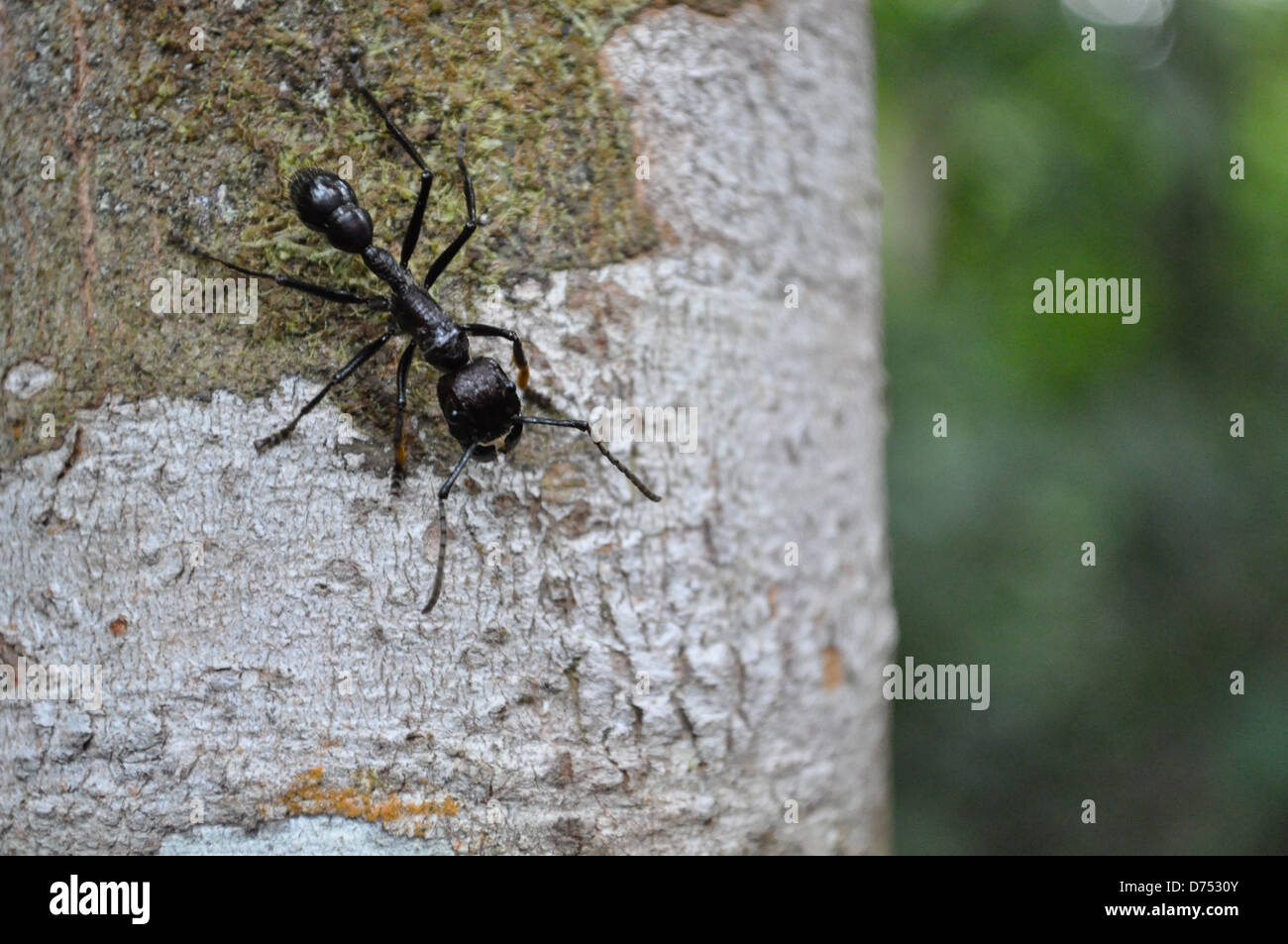 Hormiga Bala - Bullet Ant - Paraponeragroße clavata Stockfoto