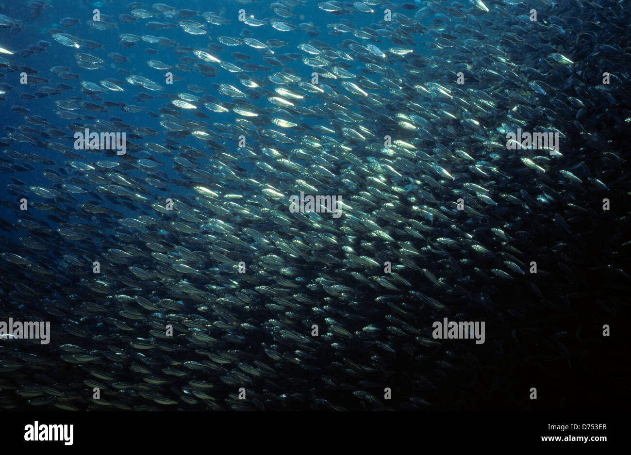 Sea of Cortez, Okt 1994 Digital Unterwasser schieben-Konvertierung, einer Bucht, die Halbinsel Baja California USA aus Mexiko trennt Stockfoto