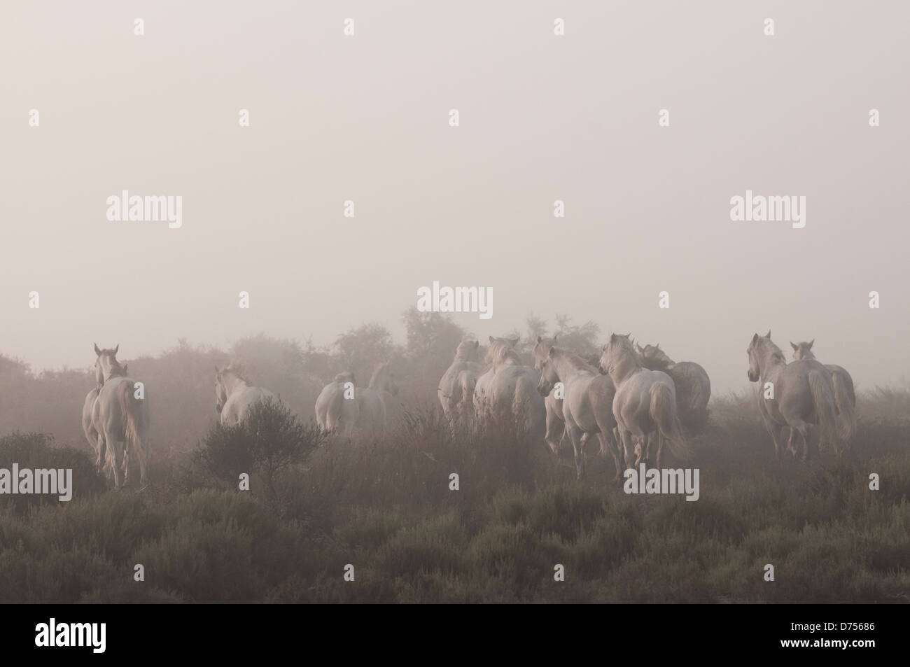 Herde von weißen Camargue-Pferde weglaufen im Morgennebel Stockfoto