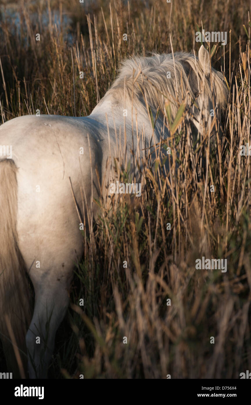 Rückseite/Blick auf einen weißen Camargue-Pferd Essen in langen Gräsern Stockfoto
