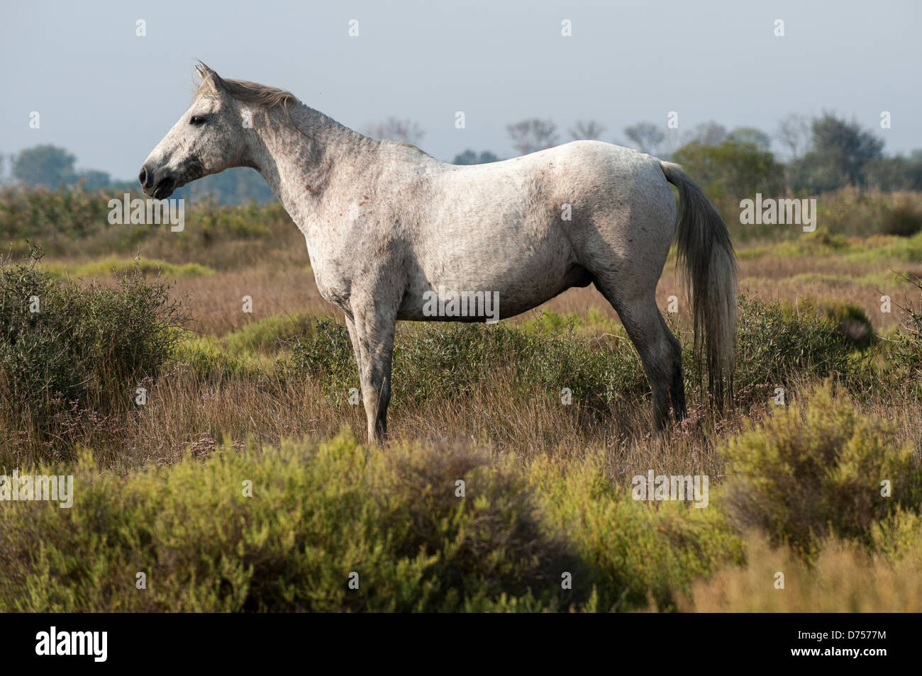 Profil von weißen Pferd in der Camargue in der Heide und Sträucher Stockfoto