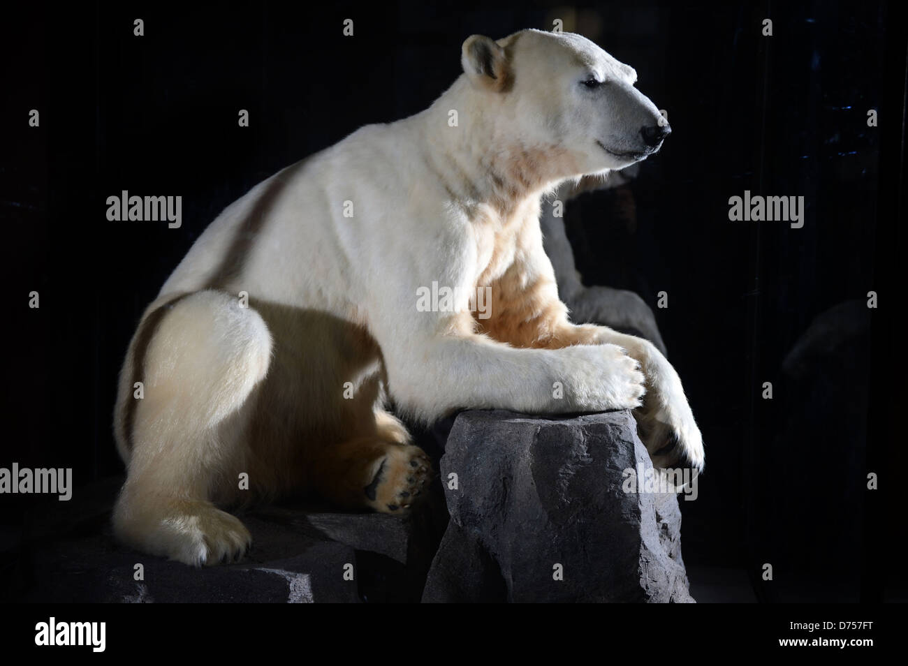 Berlin, Deutschland, Eisbär Knut im Berliner Museum für Naturkunde Stockfoto