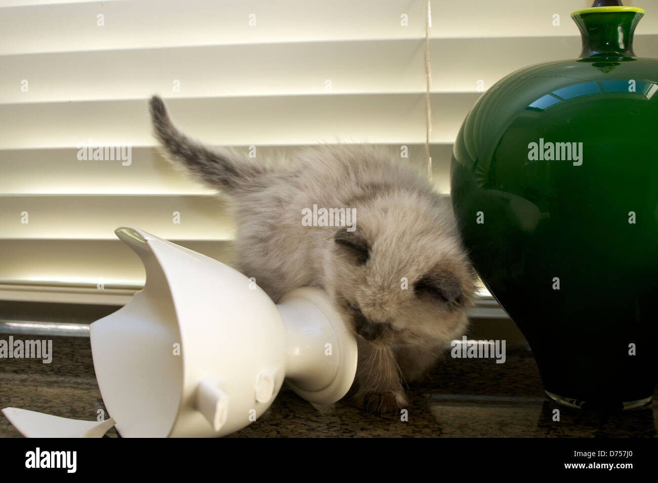 Kätzchen checkt zerbrochene vase Stockfoto