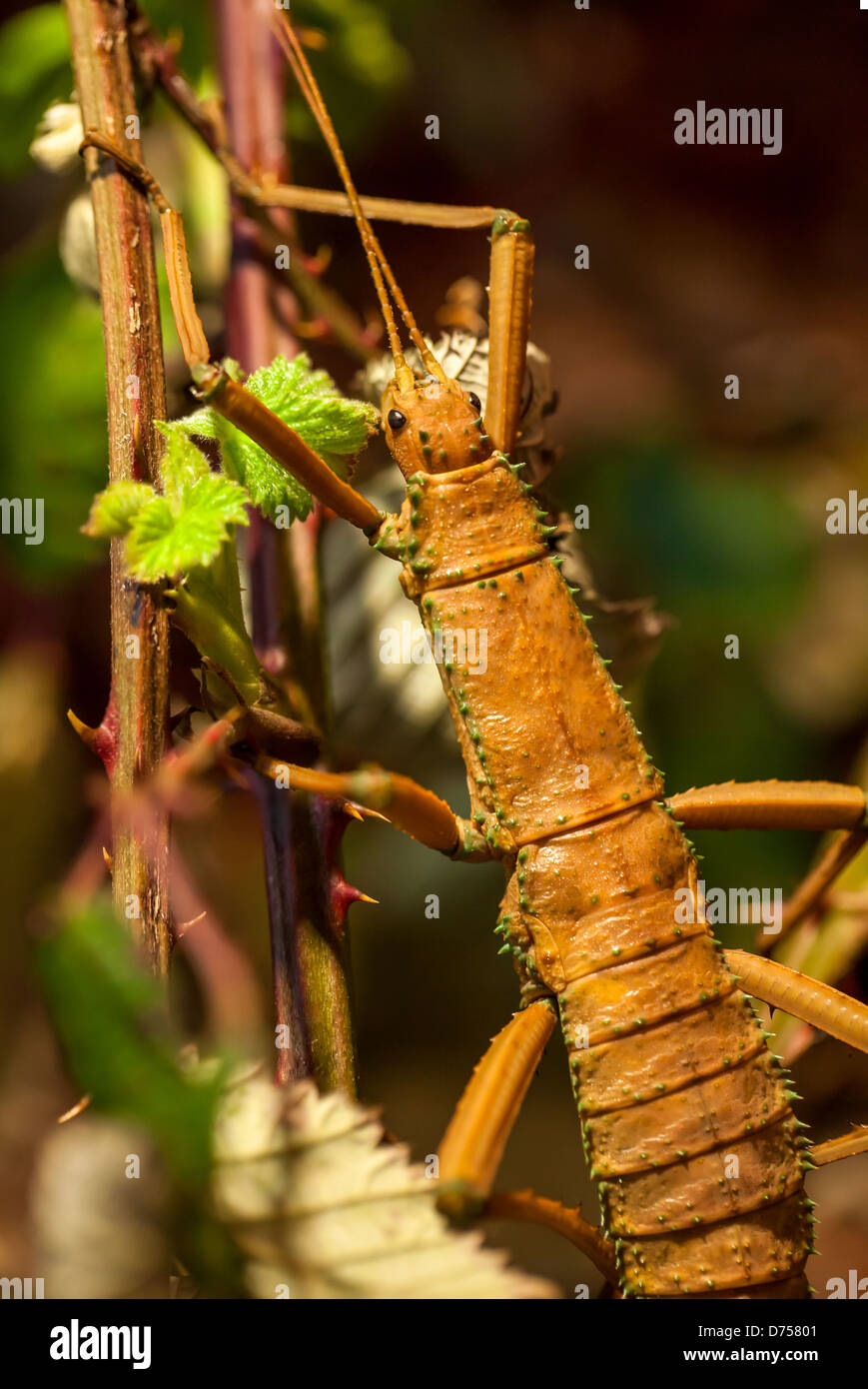 Malaysische Waldnymphe Stabheuschrecke Stockfoto