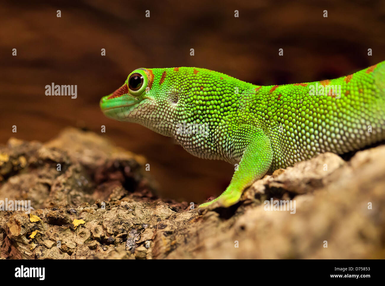 Ein lebhafter madagassischer Day Gecko (Phelsuma madagascariensis), der auf einem Ast thront und seine auffällige grün-blaue Färbung zeigt. Stockfoto