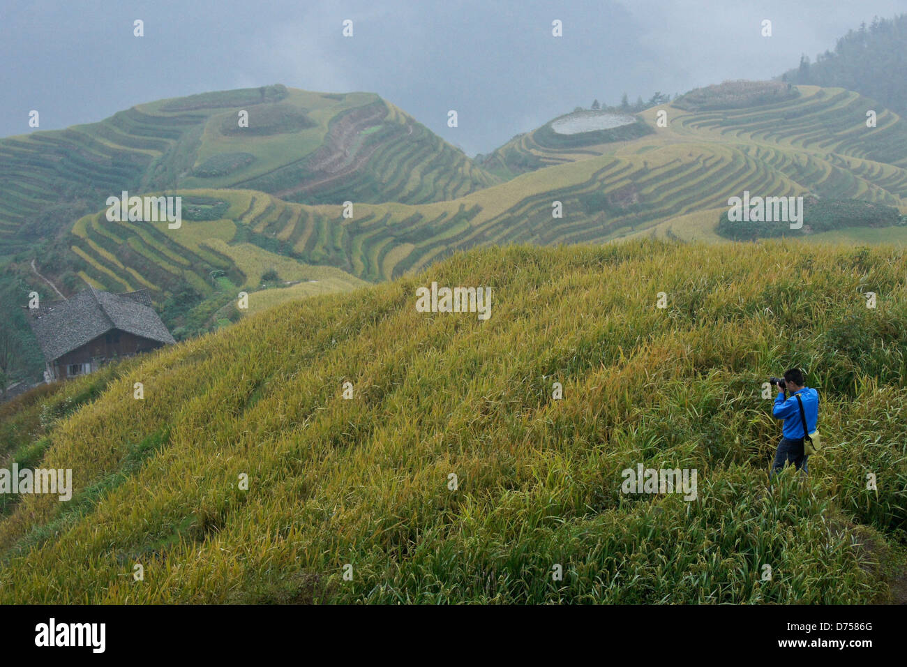Reisterrassen von Longsheng, Guangxi, China Stockfoto