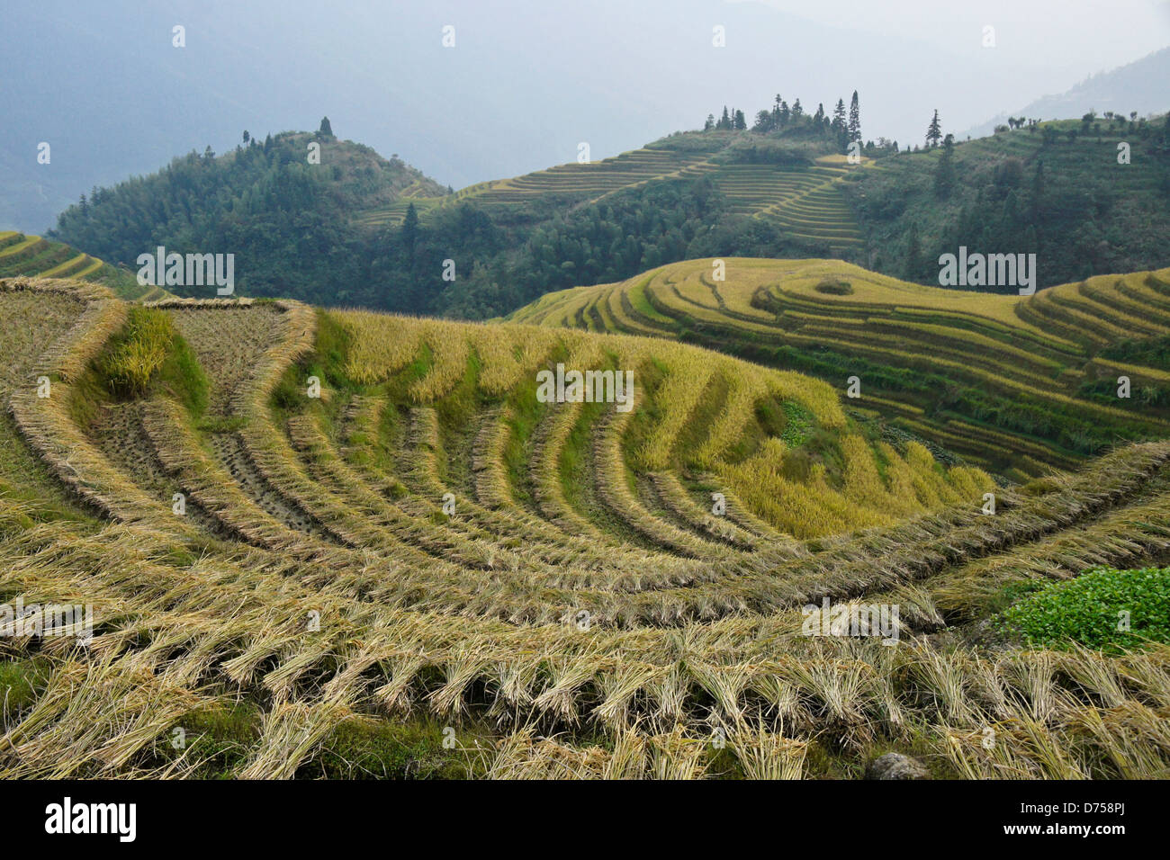 Reisterrassen von Longsheng, Guangxi, China Stockfoto