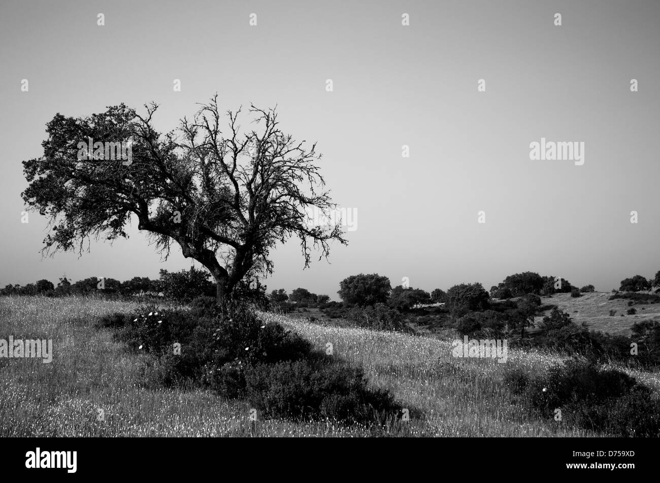 Baum Stockfoto