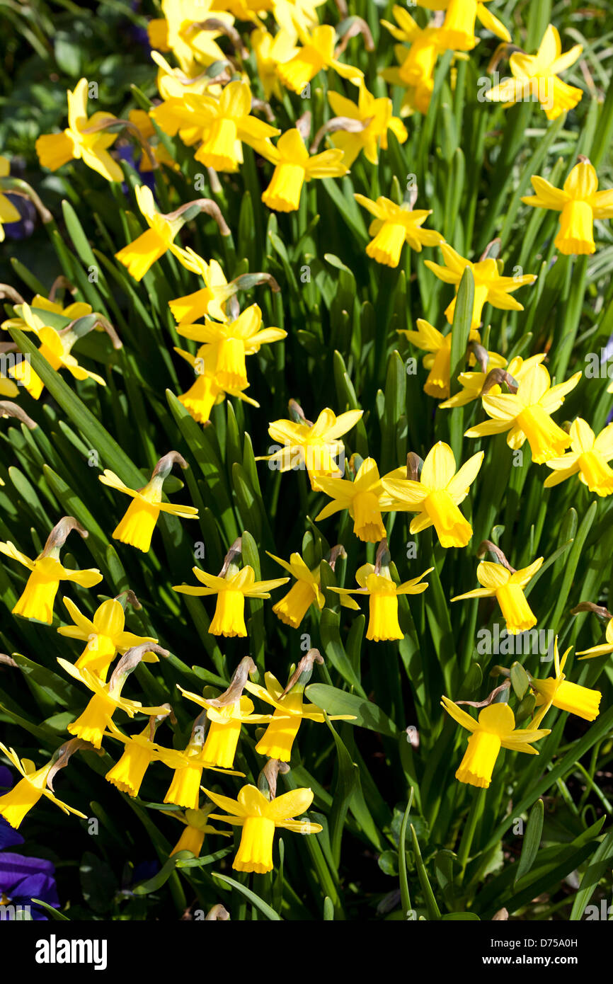 Gelb blühende Narzissen Stockfoto