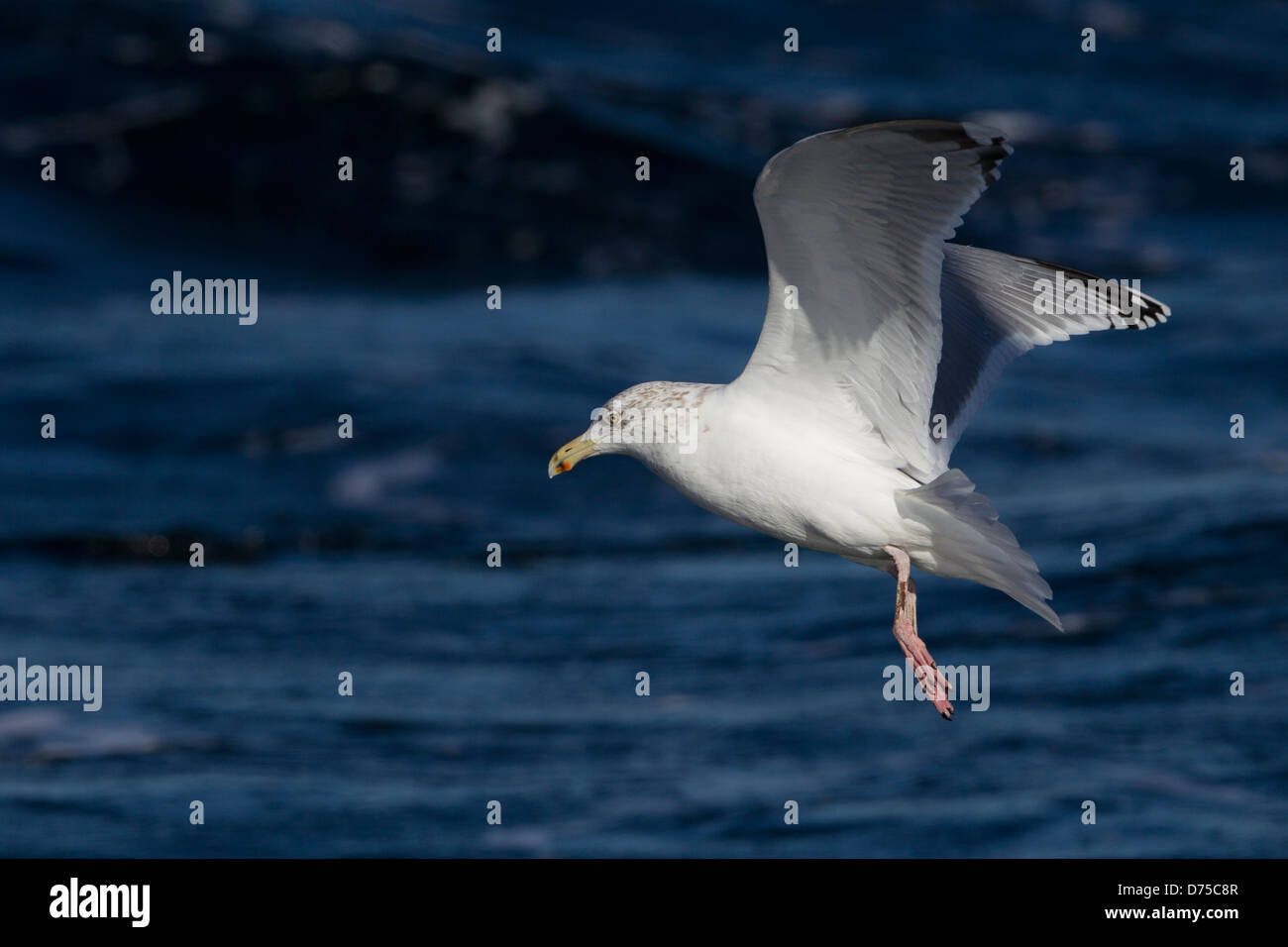 Silbermöwe (Larus Argentatus Smithsonianus), amerikanische Unterart, Erwachsene im Winterkleid, im Flug Stockfoto