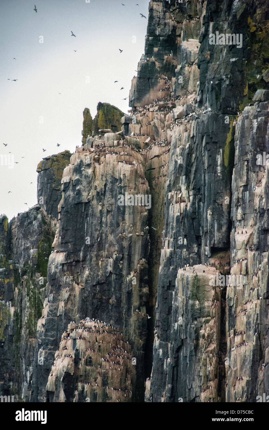 Dick-Billed wärmeren oder Brunniches Trottellummen, Uria Lomvia nisten Alkefjellet, Cape Fanshaw, Hinlopen Strait, Kolonie, Svalbard Stockfoto