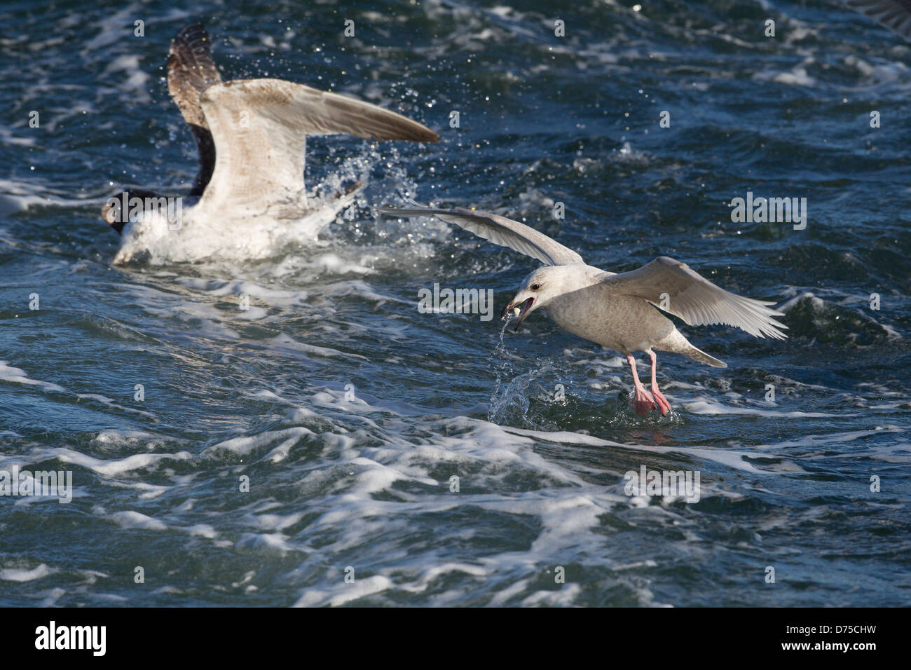 Gull Island (Larus Glaucoides Glaucoides), erster winter Gefieder, Fütterung in den Gewässern des Atlantischen Ozeans Stockfoto