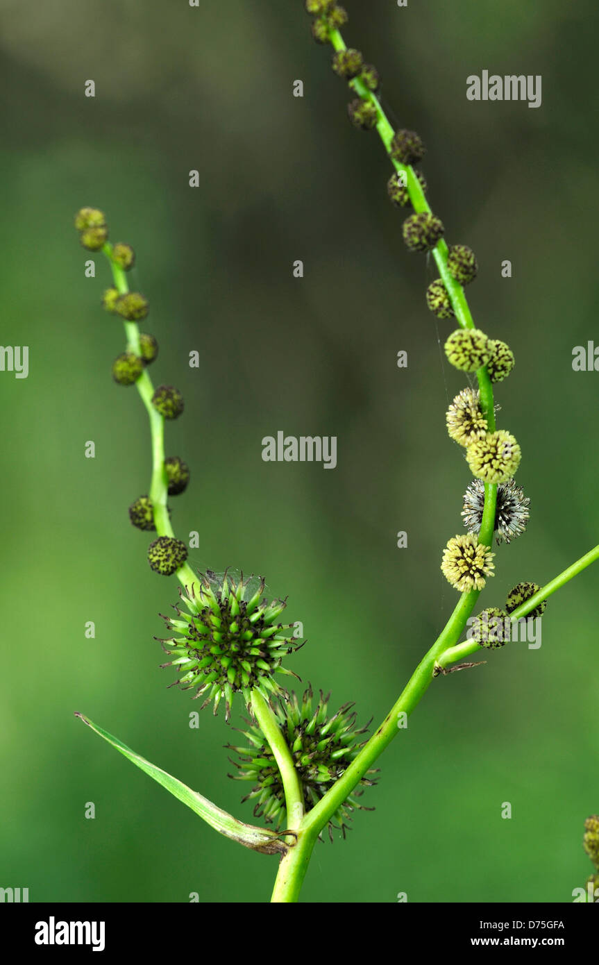 verzweigte Bur-reed Sparganium erectum Stockfoto