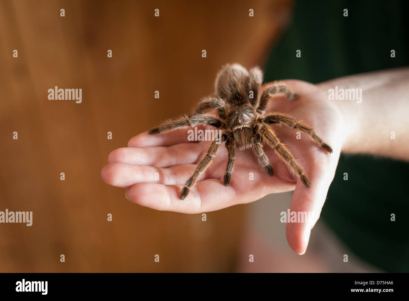 Behaarte braun Haustier Tarantula Spinne sitzt auf einer menschlichen hand Stockfoto