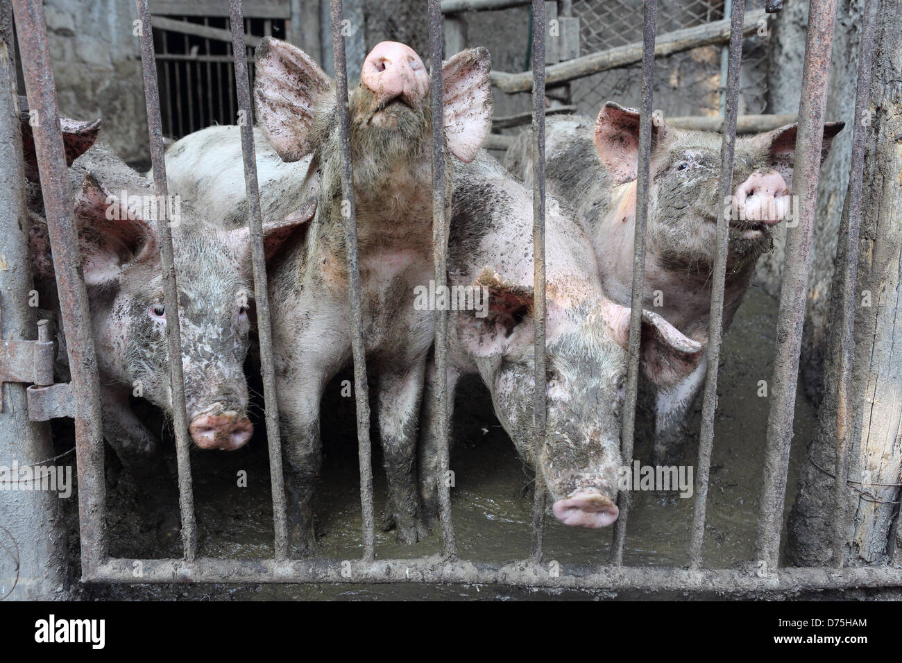San Lorenzo, Italien, Hausschweine sind neben einander geschoben. Stockfoto