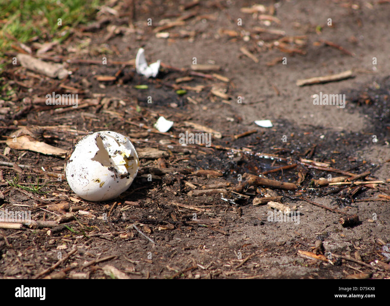 Nach dem Überfall Ei gebrochen Vögel auf dem Boden zertrümmert. April 2013 Stockfoto