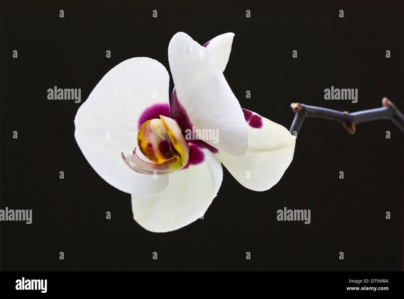hinterleuchtete Phalaenopsis Orchidee Blume Einkopf auf schwarzem Hintergrund. Stockfoto
