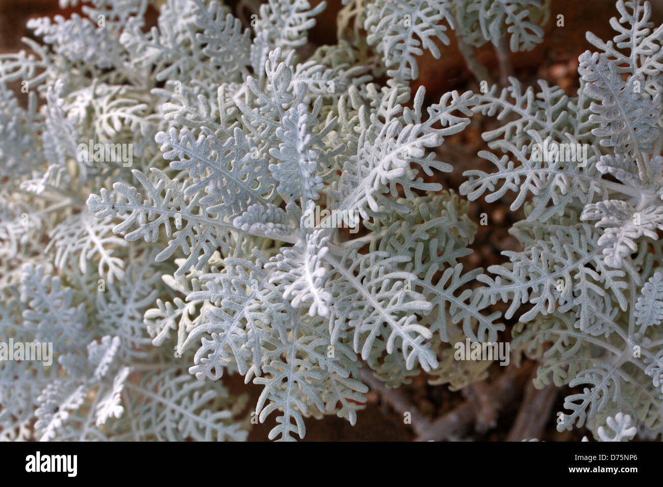 Nevin wollige Sonnenblume, Constancea Nevinii (Eriophyllum Nevinii), Asteraceae. Kalifornien, USA, Nordamerika. Stockfoto
