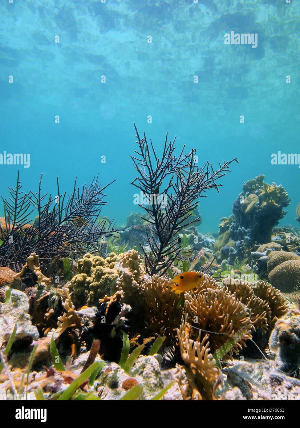 Meeresgrund mit Korallen und Reflexion unter Wasser der Karibischen See, Riviera Maya, Mexiko Stockfoto