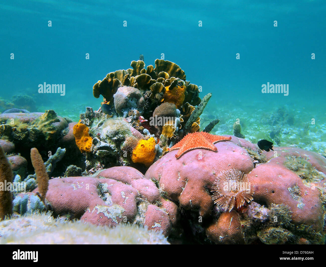 Bunte Meeresboden mit Steinkorallen, Schwämme und ein Seestern, Karibik, Panama Stockfoto