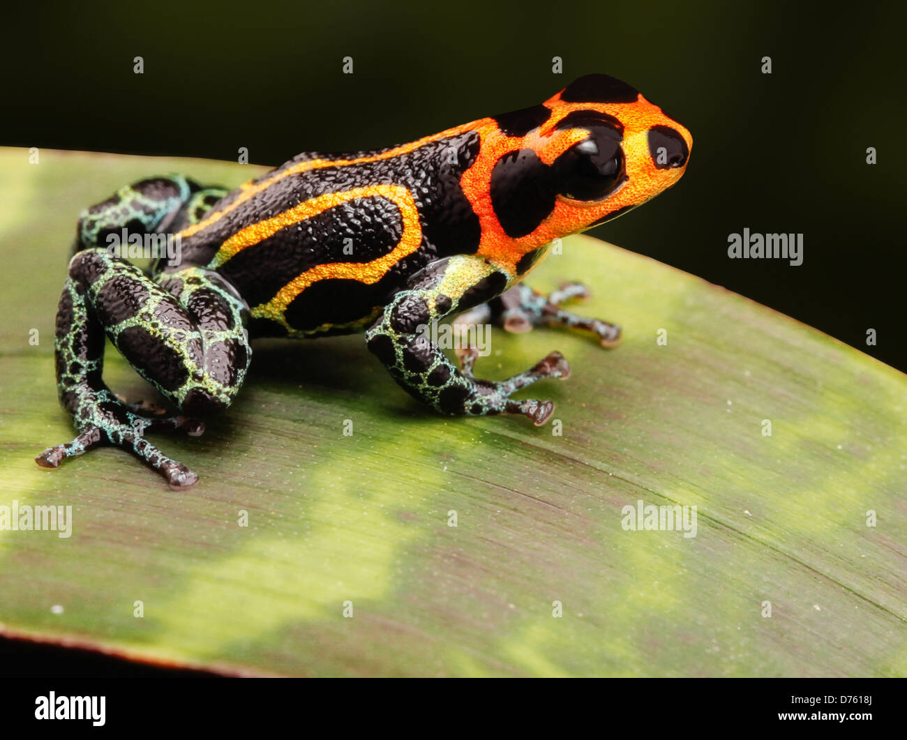 tropischen vergiften Frosch als exotisches Haustier Tier im Terrarium gehalten. Diese giftige Tiere leben im Amazonas Regenwald von Peru. Stockfoto
