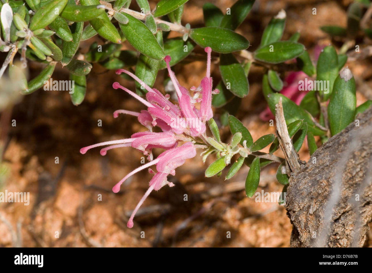 Australische gebürtige Blume Stockfoto