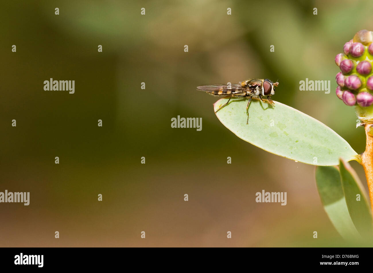 Hoverfly, 'Melangyna, Viridiceps', close-up auf Blatt Stockfoto